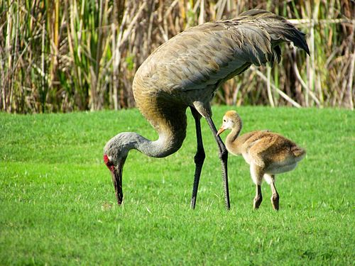 Sandhill crane